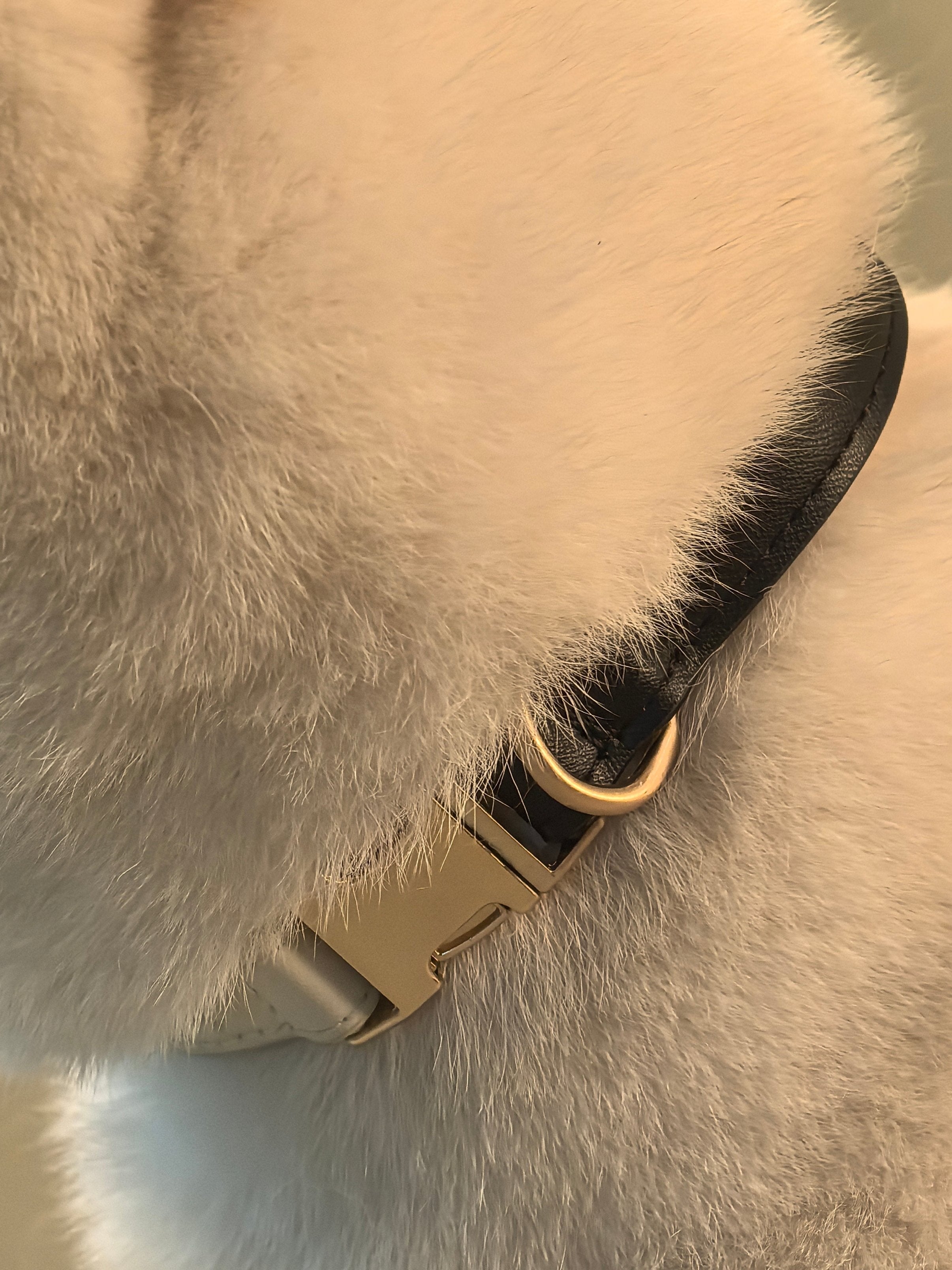 SUAVITAS COLLAR - JET BLACK/WHITE - PetLiveliest - PetLiveliest