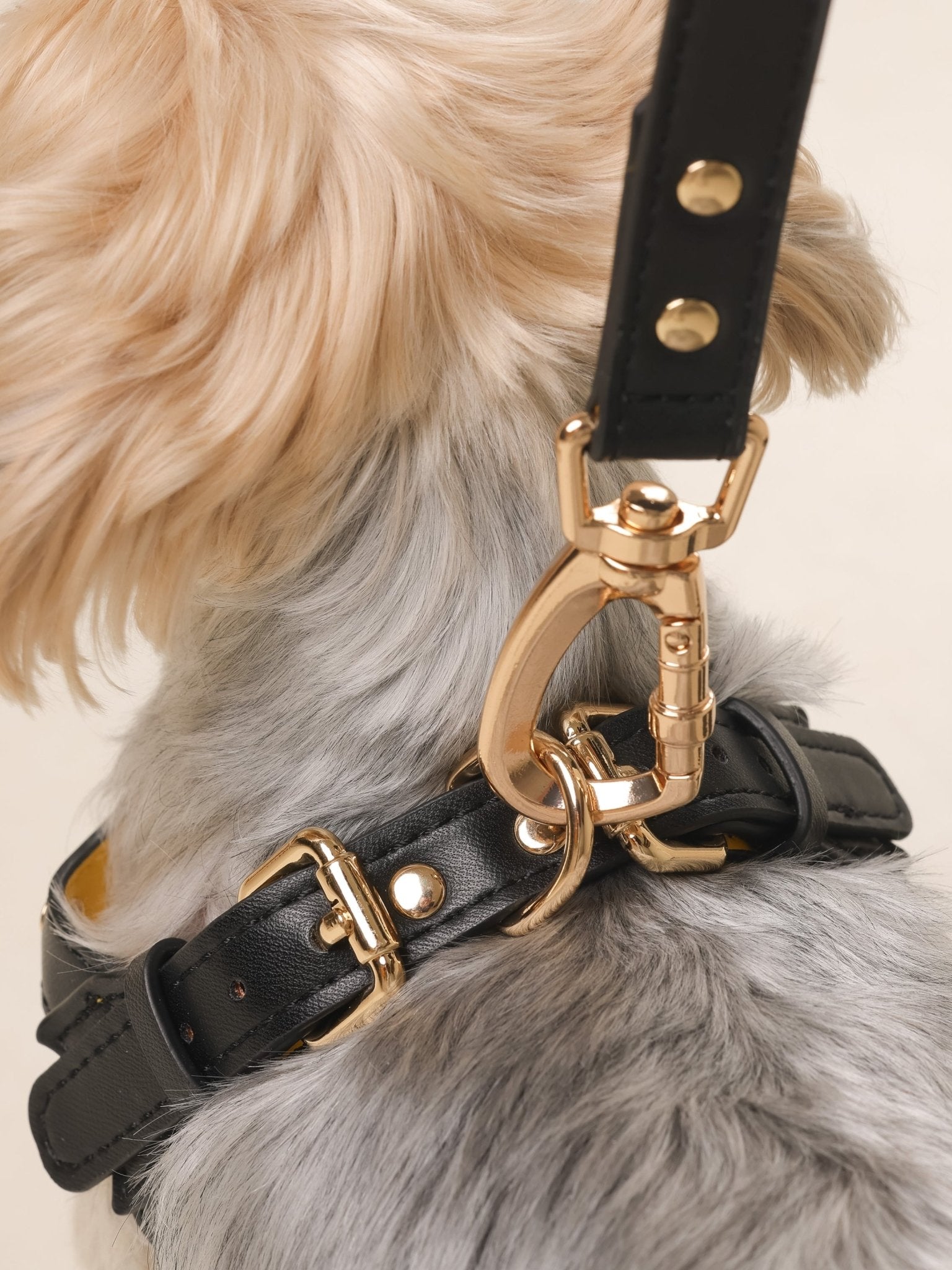 ARMA HARNESS - BLACK/YELLOW - PetLiveliest - PetLiveliest