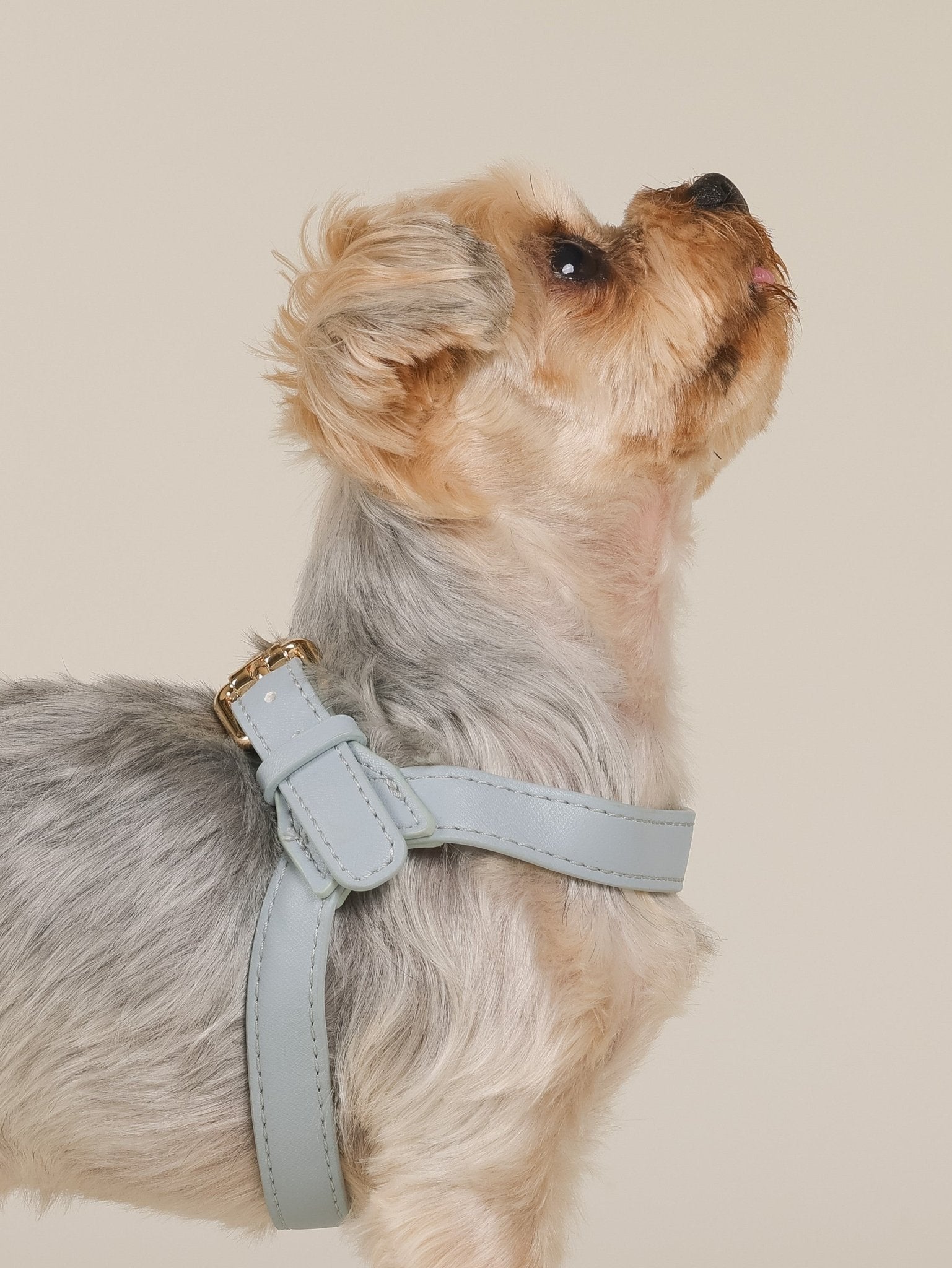 ARMA HARNESS - HAZE BLUE - PetLiveliest - PetLiveliest