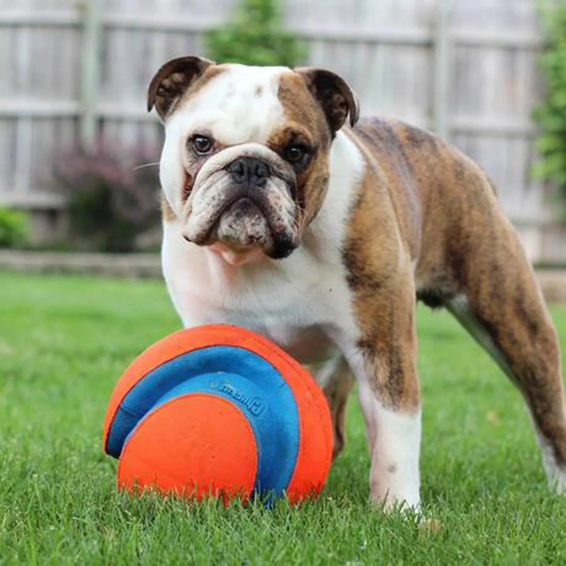Chuckit! Kick Fetch Large Ball - PetLiveliest - PetLiveliest