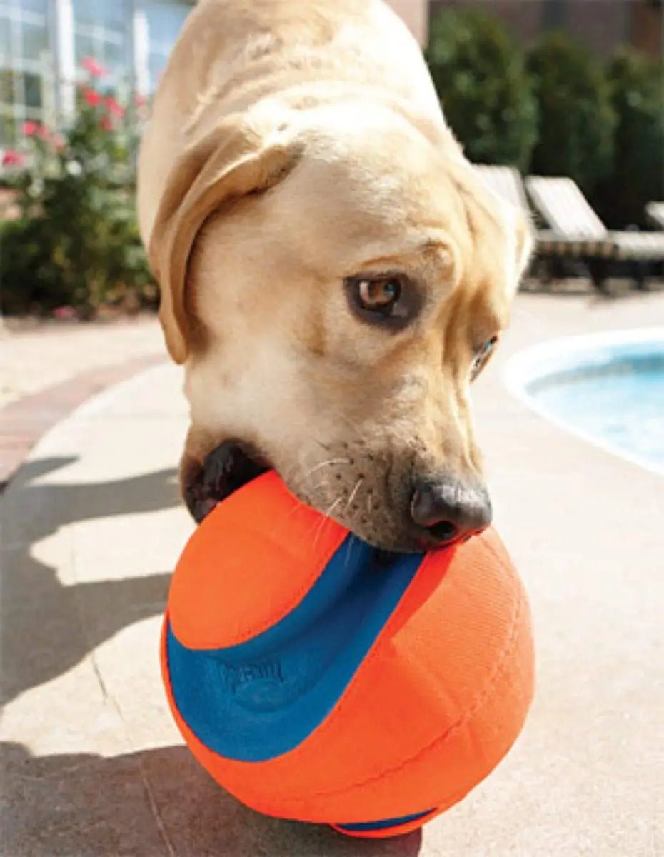 Chuckit! Kick Fetch Large Ball - PetLiveliest - PetLiveliest