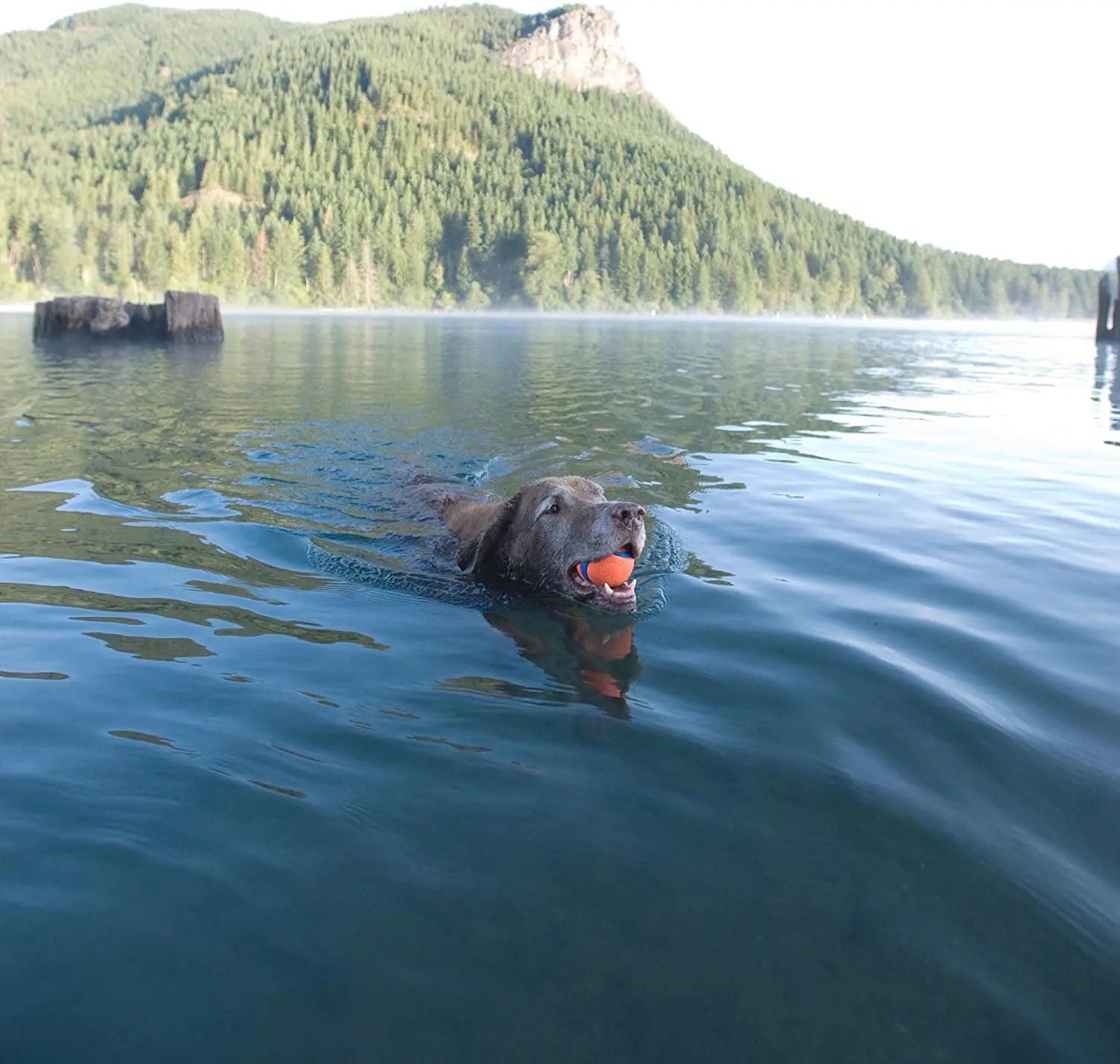 Chuckit! Ultra Dog Toy Ball - PetLiveliest - PetLiveliest