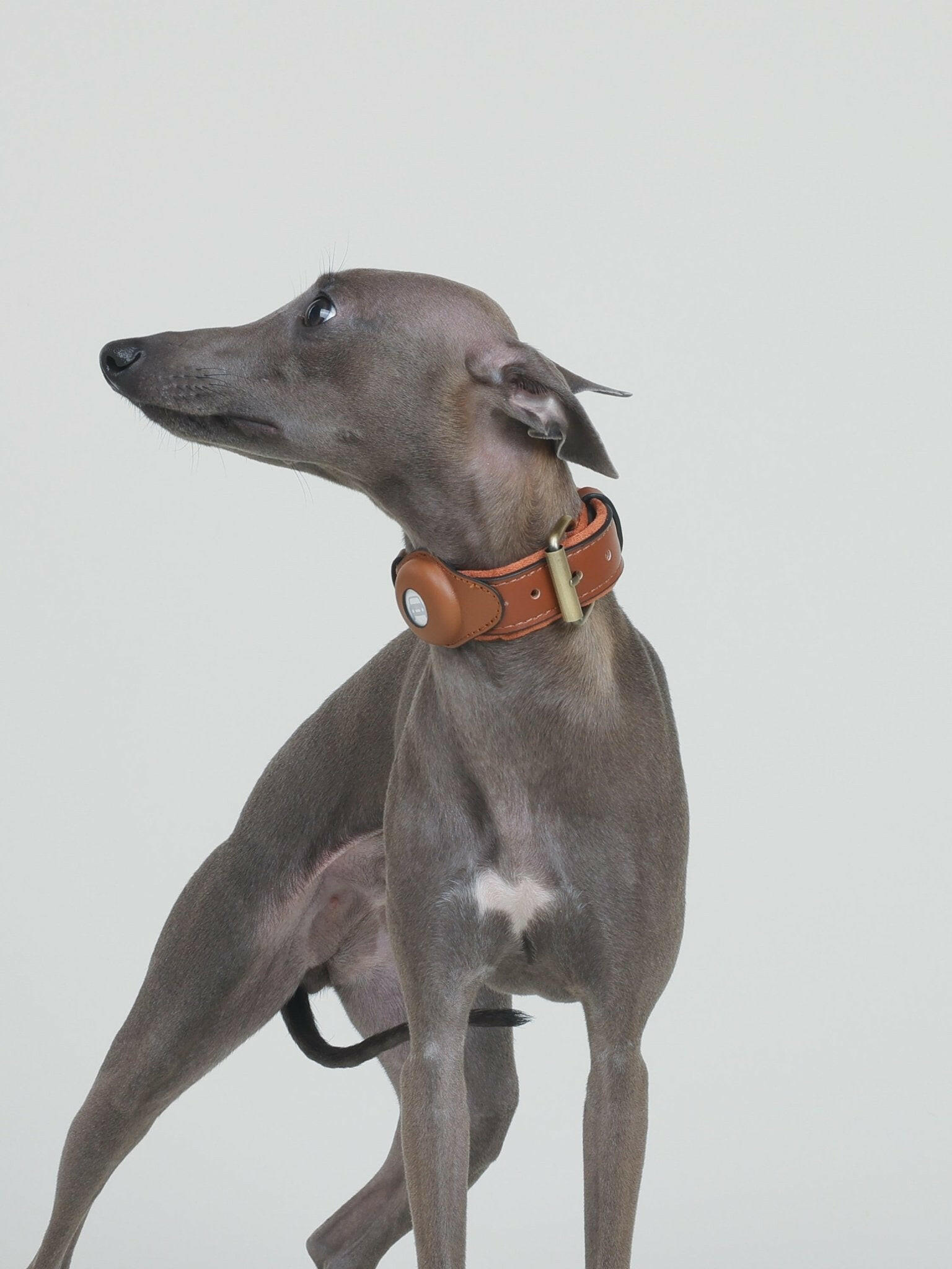 CUSTODIA AirTag COLLAR - BEAR BROWN - PetLiveliest - PetLiveliest