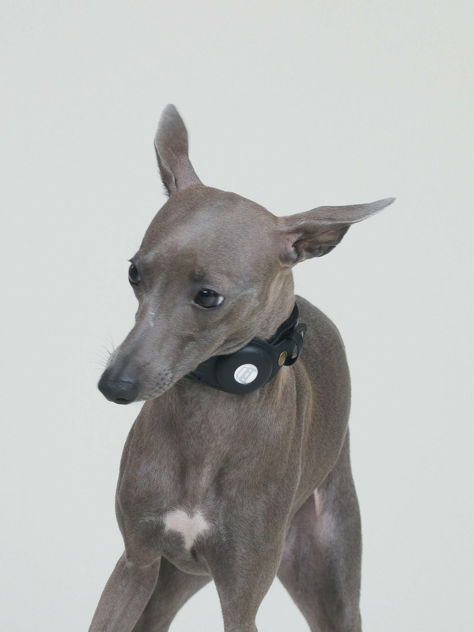 CUSTODIA AirTag COLLAR - JET BLACK - PetLiveliest - PetLiveliest