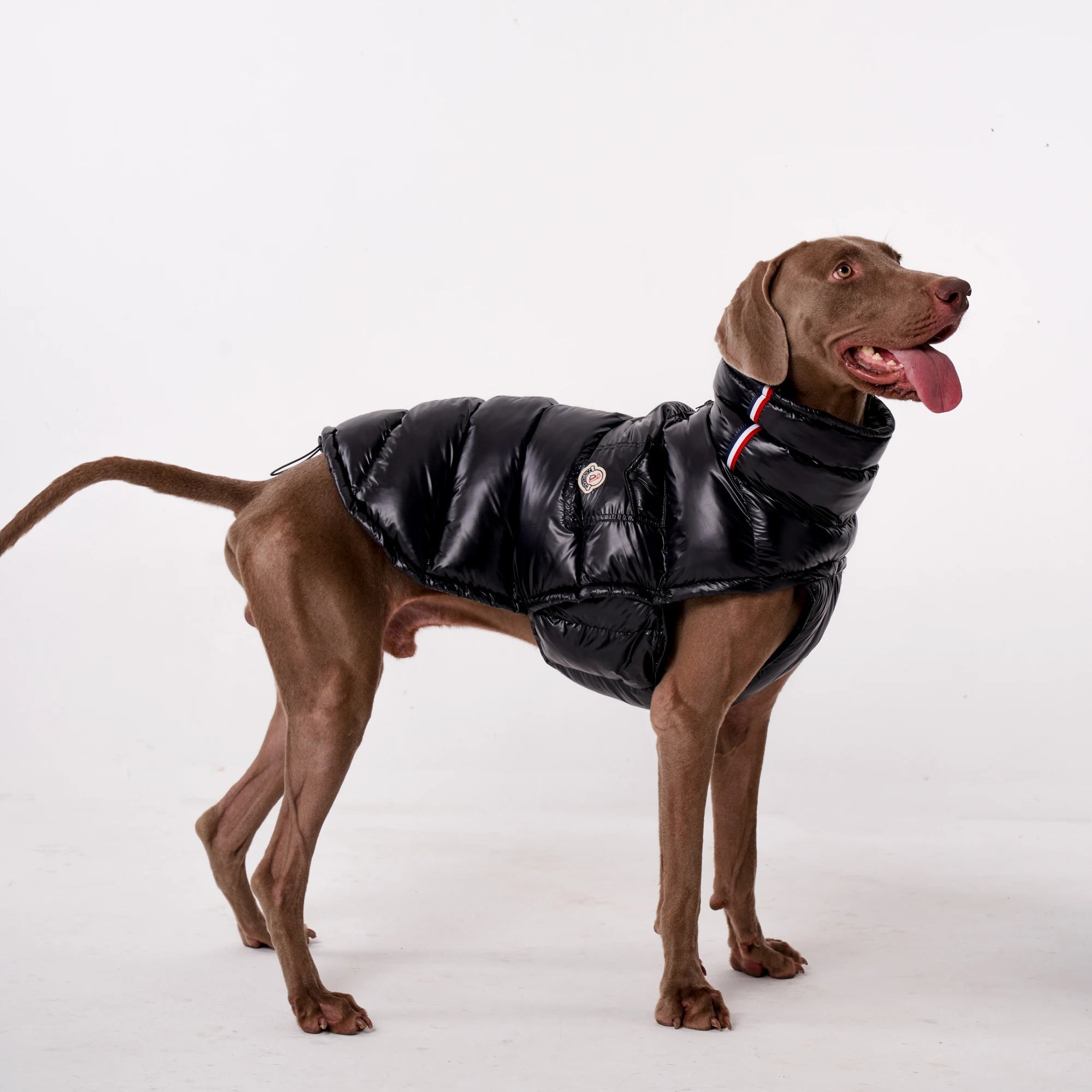 Lightweight Warm Dog Puffer Vest - PetLiveliest - PetLiveliest