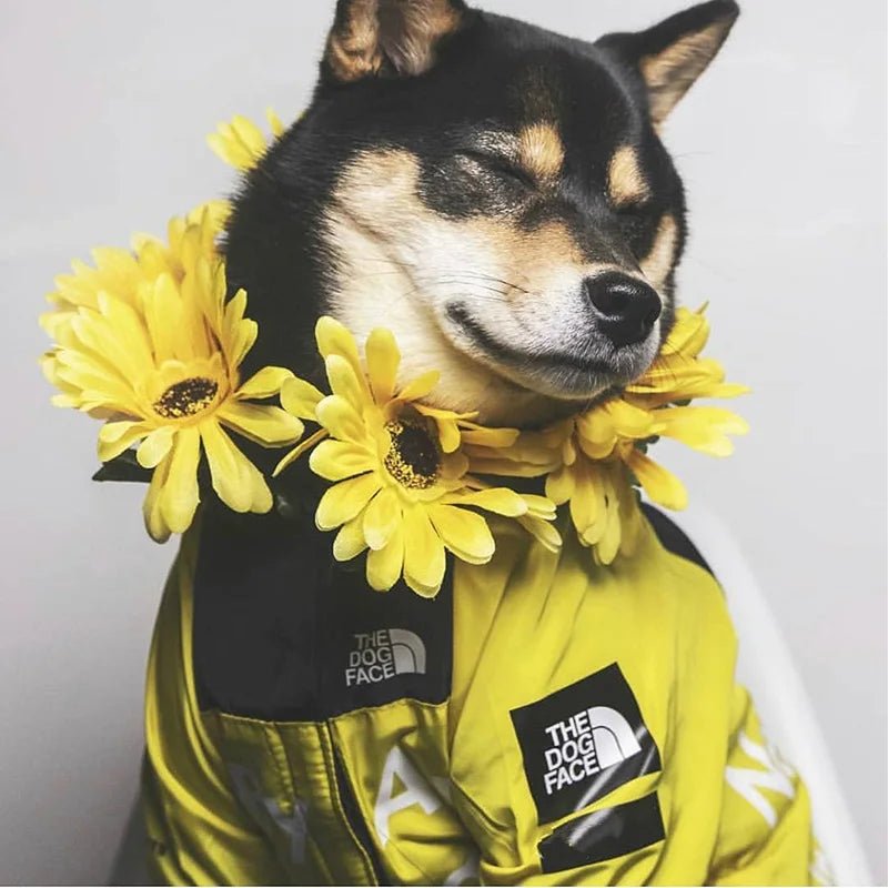 Windbreaker Waterproof Dog Jacket - PetLiveliest - PetLiveliest