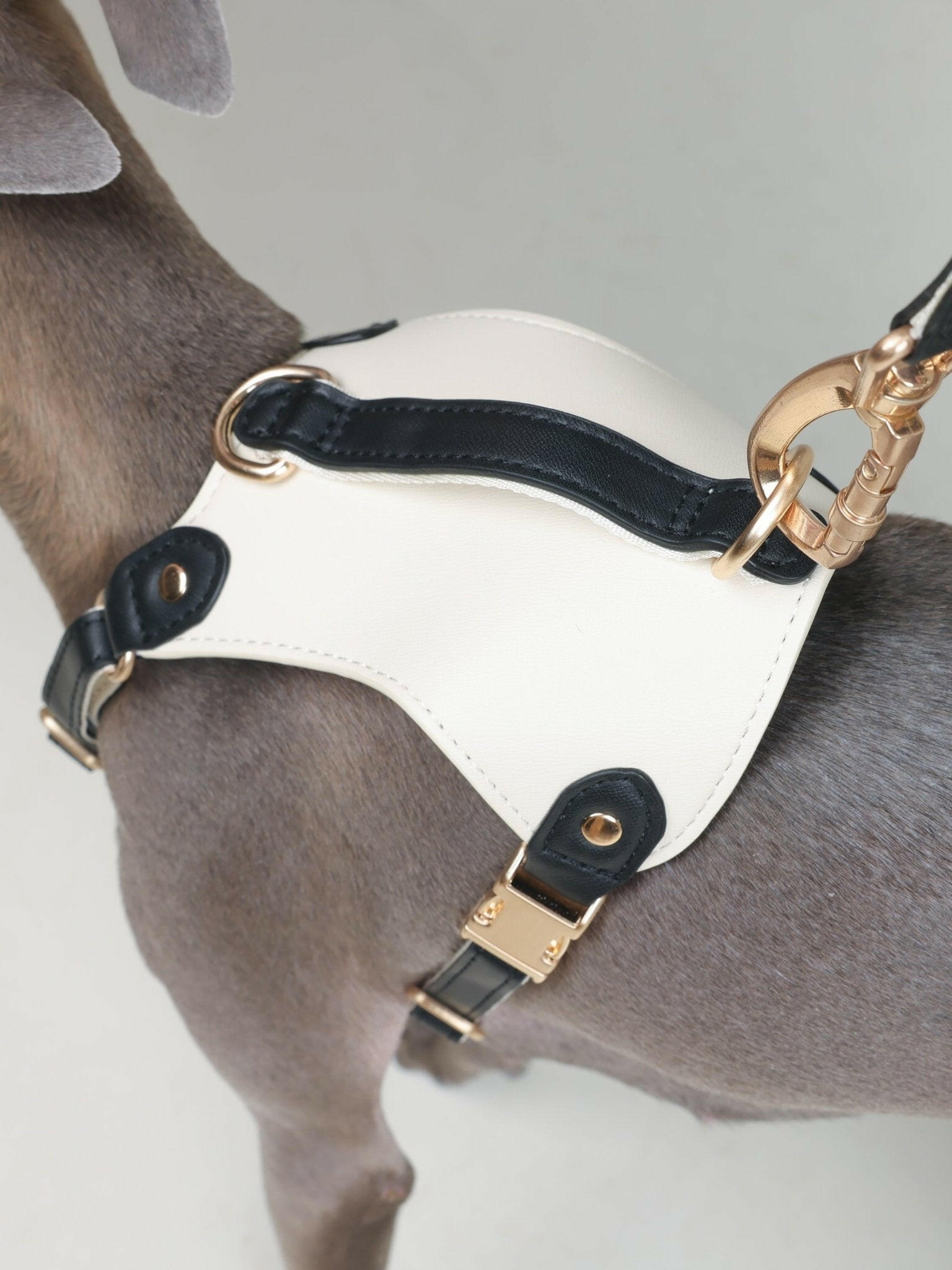 EQUES HARNESS - JET BLACK/WHITE - PetLiveliest - PetLiveliest