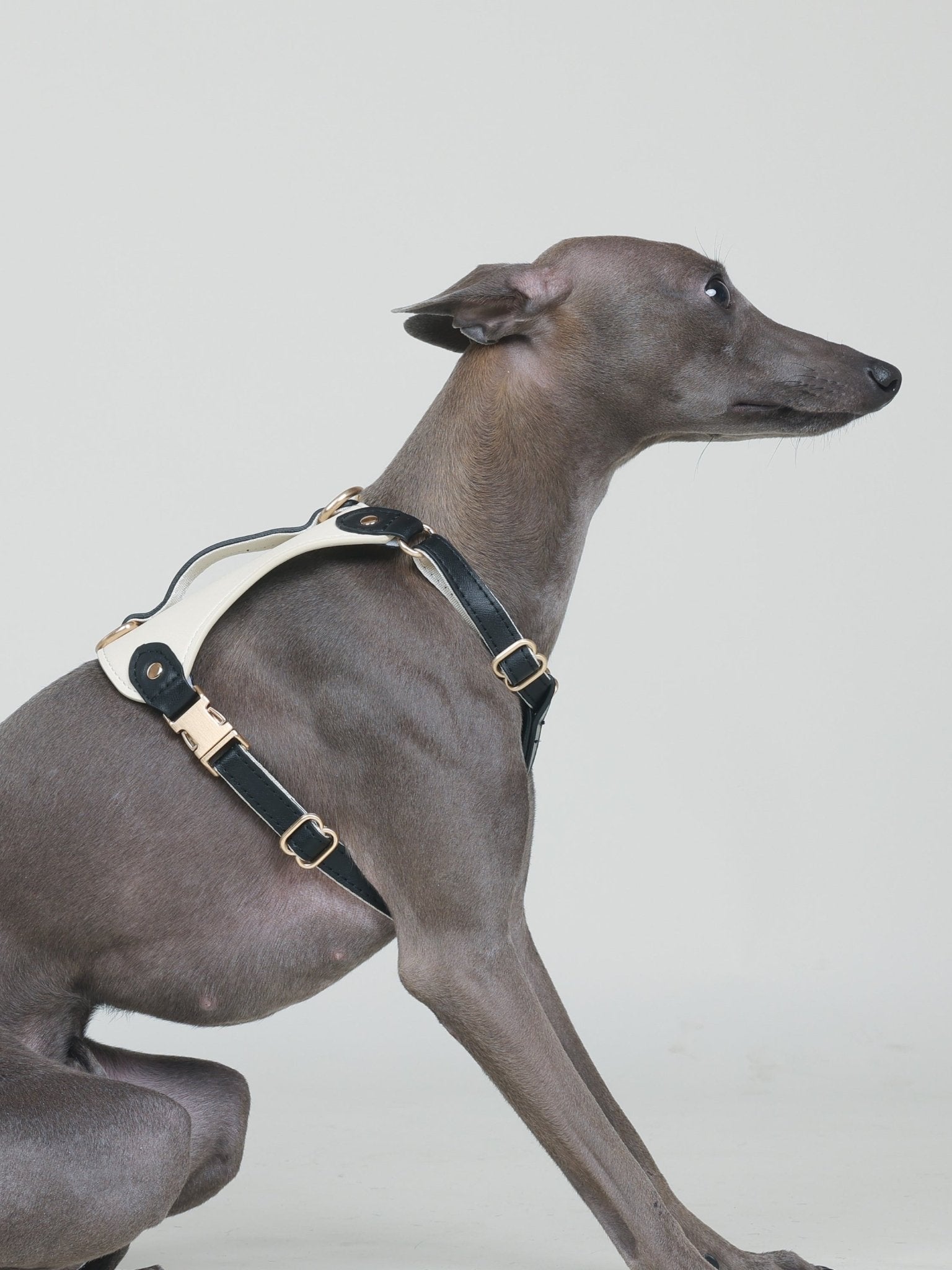 EQUES HARNESS - JET BLACK/WHITE - PetLiveliest - PetLiveliest