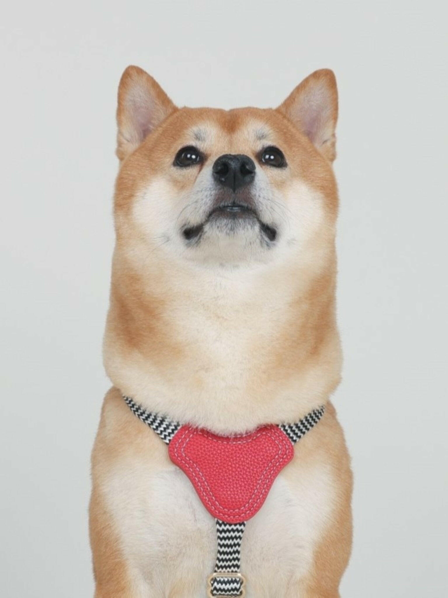 GLORIA HARNESS - MAROON - PetLiveliest - PetLiveliest