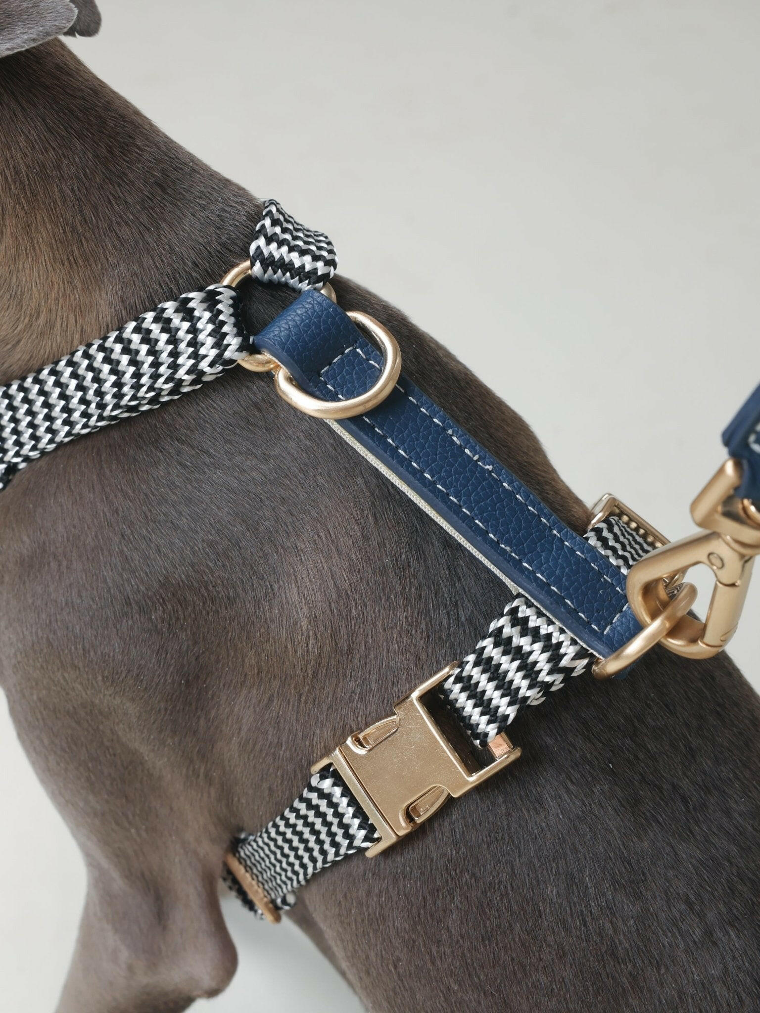 GLORIA HARNESS - ROYAL BLUE - PetLiveliest - PetLiveliest