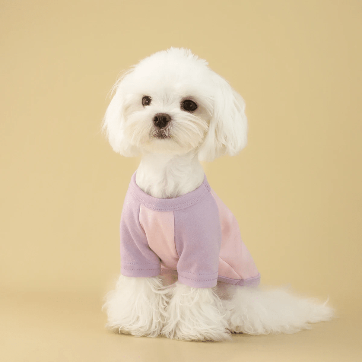 Multicolored Dog Shirt - PetLiveliest - PetLiveliest