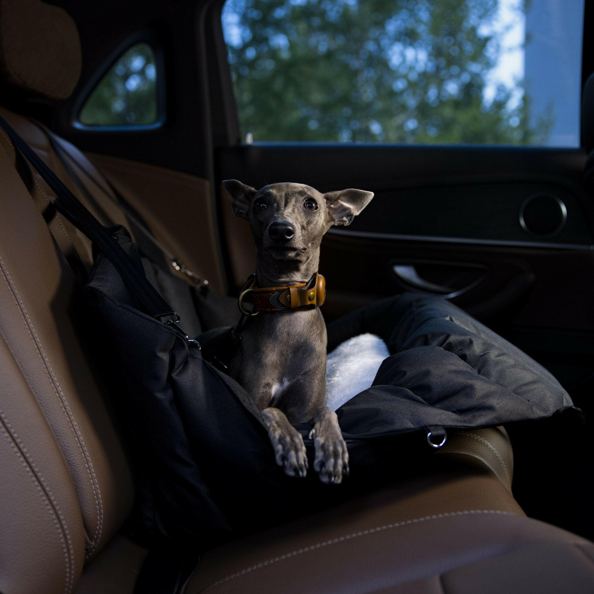 NAVIS CAR SEAT - JET BLACK - PetLiveliest - PetLiveliest