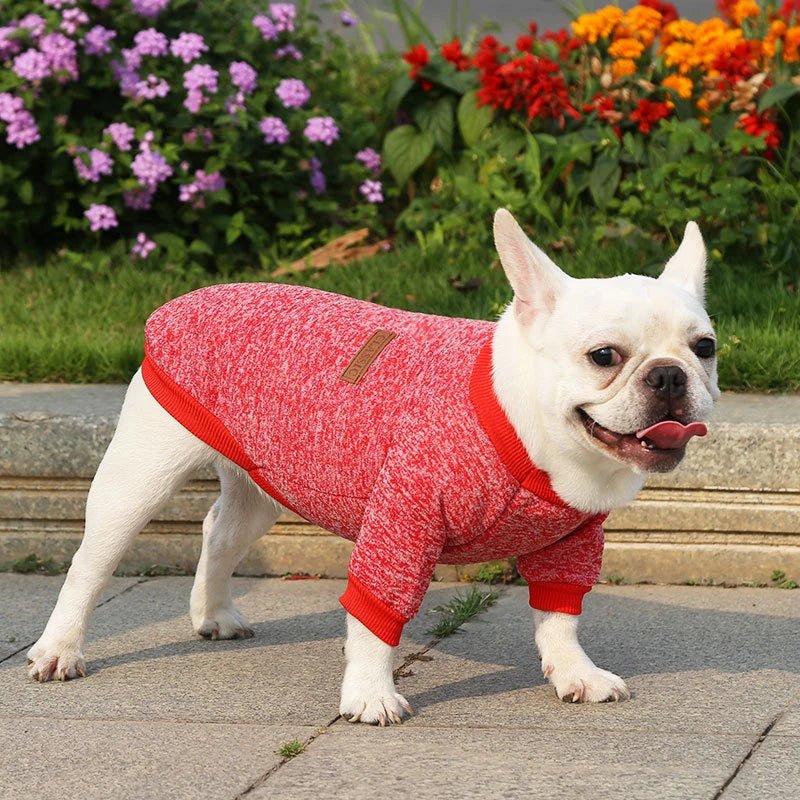 Warm Winter Hoodie for Small Dogs & Cats - PetLiveliest - PetLiveliest
