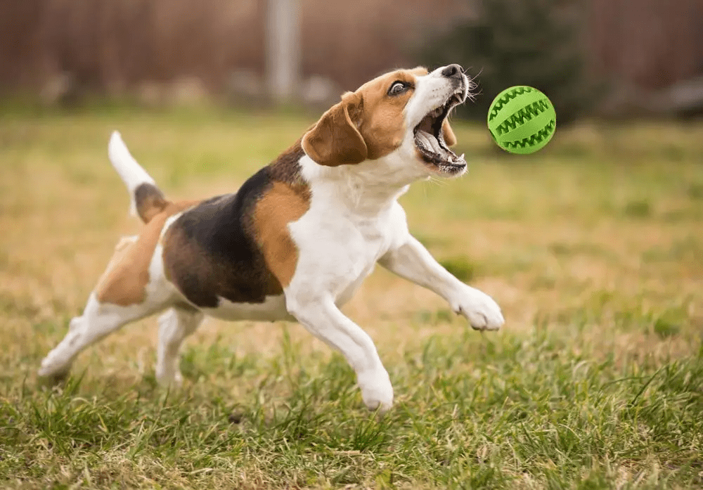 Does Your Dog Get Bored or Chew Everything? This Interactive Toy is the Game-Changer You Need! - PetLiveliest