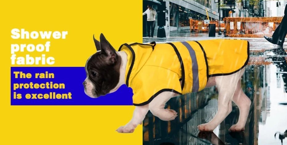 Rainy Day Dog Care 101: Keep Your Pup Dry & Happy Through the Wet Season - PetLiveliest