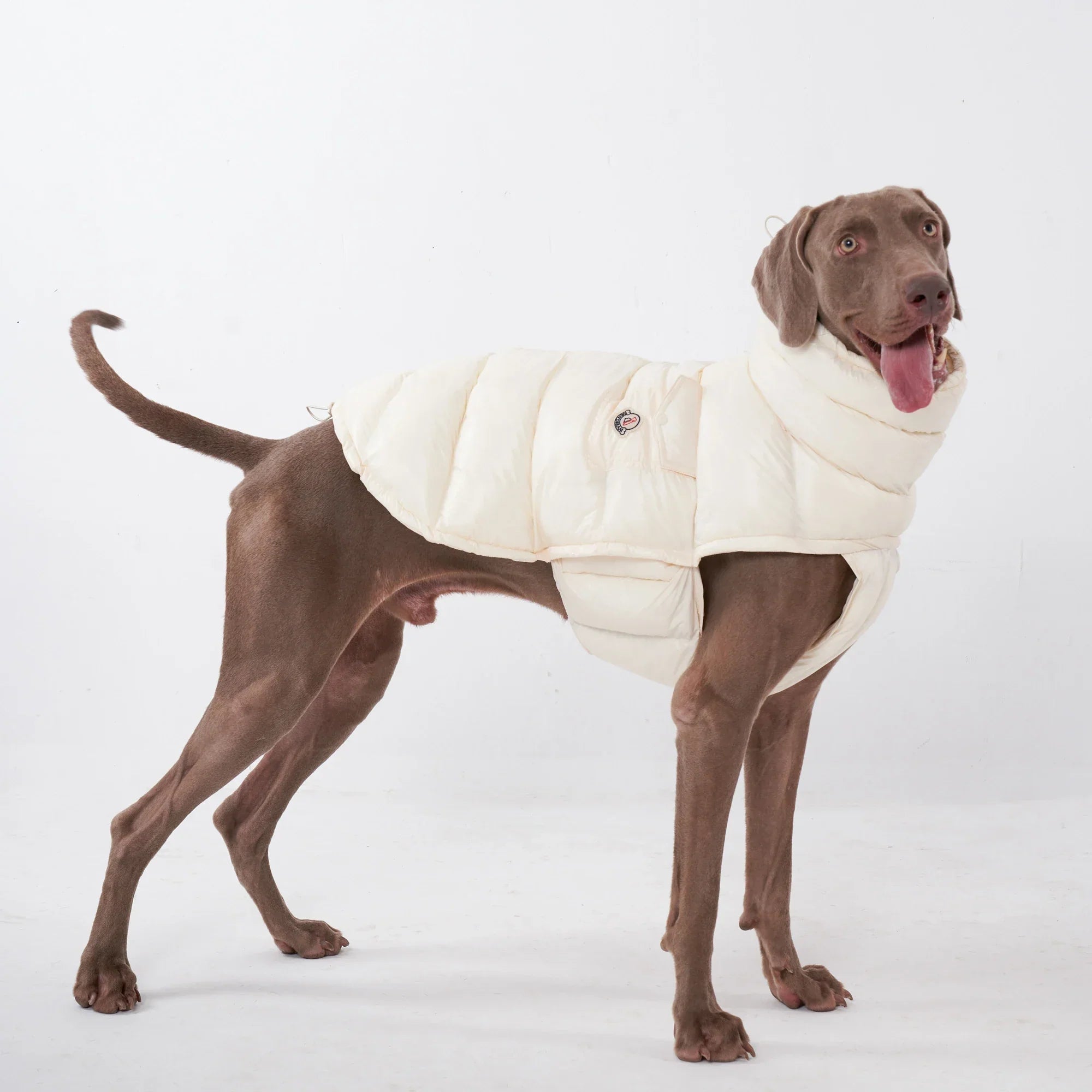 Why Your Dog Needs a Puffer Vest This Winter - PetLiveliest